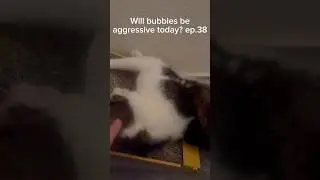 Will bubbles be aggressive today? ep.38
