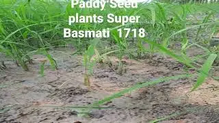 Paddy Seed Plant Super Basmati Rice 1718 #india #farming #Basmati #rice #basmati1718 #basmatirice