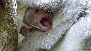 baby monkey cry terrible by deep hungry cos mom Refuse milk