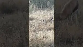 #loneranger #springbok grazing #dinner before bedtime&hellip;