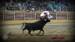 Concurso de Recorte Libre - Pollos 2016