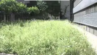 Green roofs in Stuttgart and the surrounding towns and villages