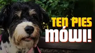 Pies zaczął mówić do ludzi – ich reakcje BEZCENNE!