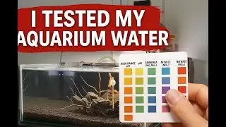 &ldquo;Aquarium Water Test After New Tank Setup | Ammonia, Nitrite, Nitrate & pH Results&rdquo;🧪🐠