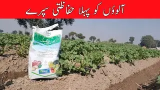 First protective spray to potatoes