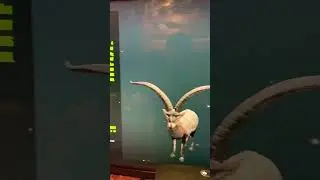 Diamond Ibex pt.2 #BeceiteIbex #thehuntercallofthewild #shorts