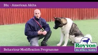 Overcoming Dog Aggression Towards Other Dogs