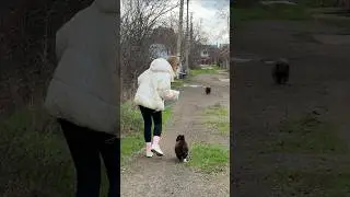 When a Stray Finally Decides to Come Closer