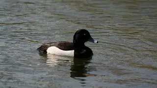 Norfolk Wildlife: Tufted Ducks