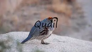 How to Pronounce Quail?