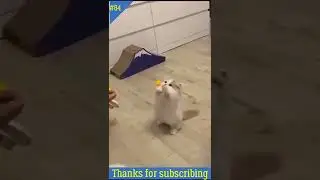 Funny little kittens l kittens playing