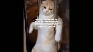 me now days|| jhand life😭😭#viral#cat#exam #meme#funnyshorts