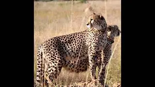 Namibia cheetah 🐆 observe in India national park #animals #shorts