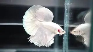 SNOW WHITE PLATINUM Halfmoon Betta