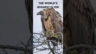 R&uuml;ppell&rsquo;s Vulture: The Ultimate Flying Scavenger of the Skies | Vulture Facts | Bird of Prey