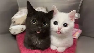 The Cutest and Funniest KITTENS Video of 2026 You've Ever Seen! 😍🤣