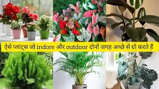 Indoor outdoor dono jagha bhut hi ache se chalne vale or bs cuting se lgne vale 1000 ke plants.. 