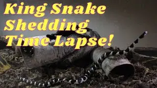California King Snake Shedding Time Lapse
