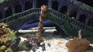 How to feed the Eel?(Feeding Zebra Moray Ell) In the aquarium.