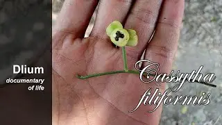 Laurel dodder (Cassytha filiformis) - part 3