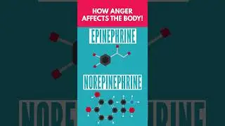 How Anger Affects Your Body! 😡