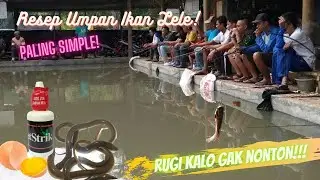 Resep Umpan Lele Harian dan Lomba Media Belut #fishing #memancing #fishingcontent #mancingikanlele