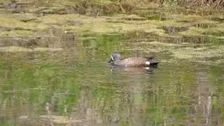 Blue-winged Teal (Spatula discors) with female Mallard - Shiawassee (USA Michigan) 18-5-2023