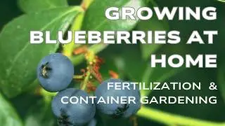 When and how to fertilize blueberry plants