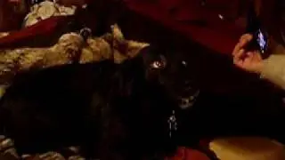 Tux Dog Singing Opera!