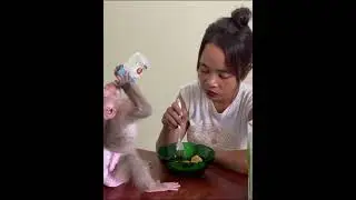 #monkey #charminglymonkey #cuteanimal #primiatemonkey #cutemonkey #cute #primatelove #cutepet