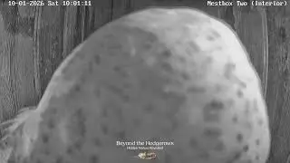 🔴 LIVE NEST CAM | Cumbrian Barn Owl Nestbox Cameras