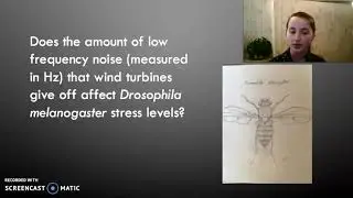 The Effects of Low Frequency Noise from Wind Turbines on Drosophila Melanogaster
