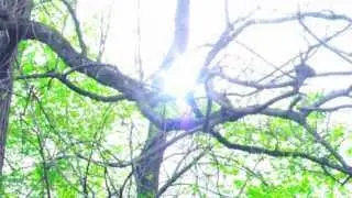 Video Nummer Eins: Exploring Your Own Backyard
