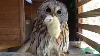 フクロウの可愛い食事風景と鳴き声 /Cute owl meal scenery and cry