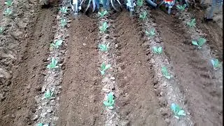 ROTOSARK INTER ROW CROP CULTIVATOR HACKMASCHINE WEEDING MACHINE BINEUSE SARCLEUSE BRASSICA