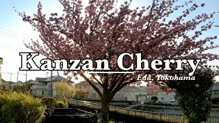 Kanzan / Sekiyama - 関山 🌸 Cherry Blossoms | Eda, Kanagawa, Japan