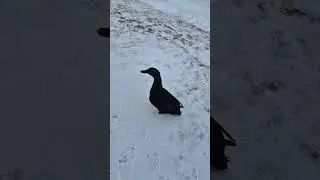 Kaczor Jerry chce zjechać z g&oacute;rki na pazurki 😁🦆😂 #kaczor #kaczka #zwierzęta #kaczki #śmieszne