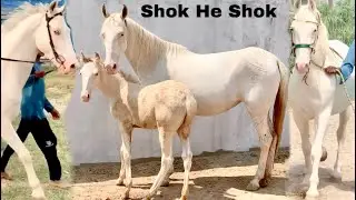 Shok He Shok | Pure Pakistani Desi Horse Breeds in Gujrat | Desi Ghodian