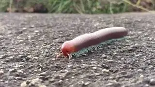 Awesome Millipede moving Must watch