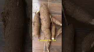 Para voc&ecirc; minha colheita de hoje se chama: mandioca, aipim ou macaxeira? #ro&ccedil;a #plantacao #colheita