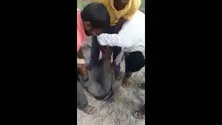 Goat saved in gritty rescue operation