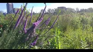 LG G6 18:9 video sample