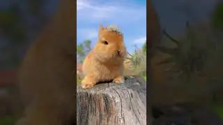 #rabbit #naughtyrabbit #youtubeshorts #youtube #ytshorts