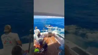 Blue marlin #6 #risingsons #fishing #marlin #nature #ocean #anywherealoha #anyfishanywater