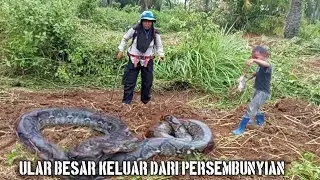 Panen Ular || Ular Ular Besar Ditemukan Di Lokasi ini. Part 2