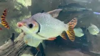 Semaprochilodus taeniurus - Flagtail Characin -Wasserwelten - Haus des Meeres, Wien/ Vienna, Austria