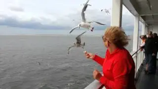 Meeuwen voeren boot Texel