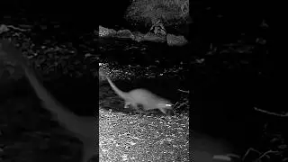 L’animal le plus furtif de la rivière 🐾