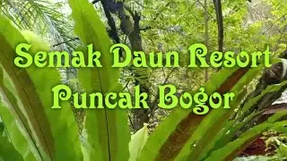 Semak Daun Resort Puncak Bogor