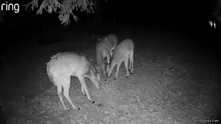 March 2nd Night Watch: What Shows Up for a Bushel of Corn? 🦌🌽
